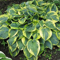 Хоста гибридная "Токудама Флавоцирциналис" (Tokudama Flavocircinalis)